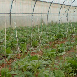 Βιοαγρόκτημα