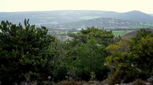 Η μαύρη πεύκη και στο βάθος η αγροτική γη του Περάματος που προβλέπεται άμεσα να απαξιωθεί με την έναρξη των εργασιών