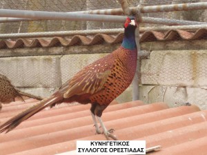 κυνηγετικός σύλλογος Ορεστιάδας