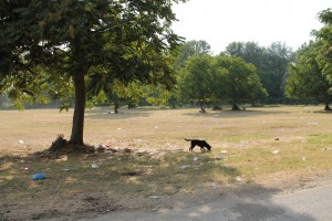 Άρδας Σκουπίδια 6