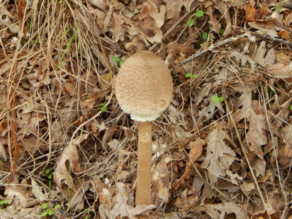 Περίπατος στην Μπάρα 6