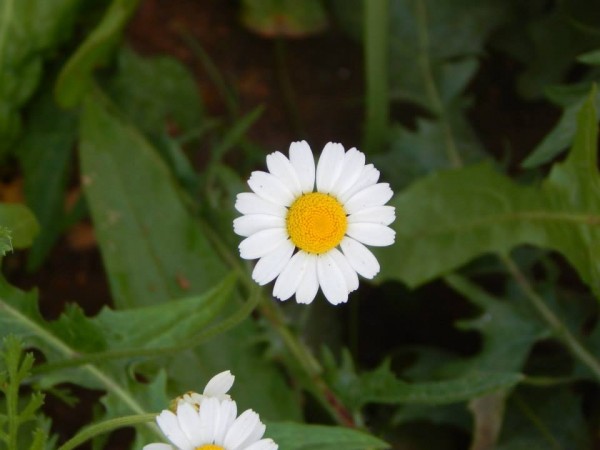 Περίπατος στην Μπάρα 4