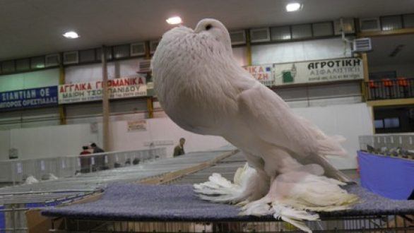 Έκθεση Σπανίων Πτηνών στην Ορεστιάδα