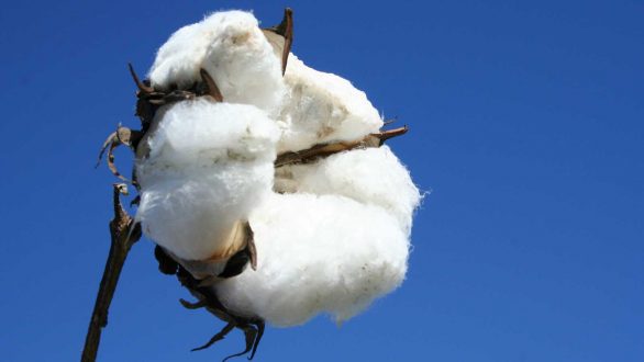 Να χορηγηθεί ΑΜΕΣΑ και ΟΛΟΚΛΗΡΗ η « ενίσχυση» σε ΟΛΟΥΣ τους καλλιεργητές βαμβακιού του νομού μας,ζητάει η «ΕΝΟΤΗΤΑ»