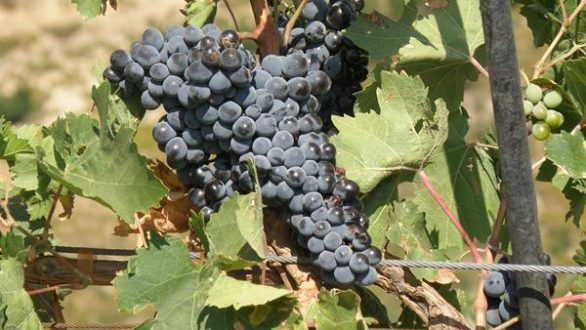 Αναδιάρθρωση αμπελώνων