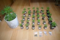 Σύλληψη ημεδαπού για καλλιέργεια δενδρυλλίων κάνναβης