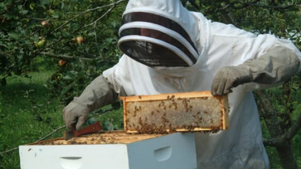 Προβλήματα και προτάσεις καταγράφηκαν στην συνέλευση των μελισσοκόμων Έβρου