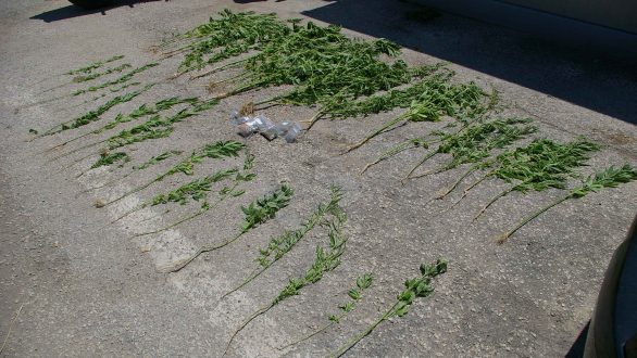 Σύλληψη ημεδαπής για καλλιέργεια δενδρυλλίων κάνναβης και κατοχή ναρκωτικών στην Ορεστιάδα