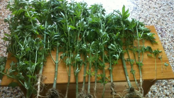 Νέες συλλήψεις νεαρών για παράνομη κατοχή κάνναβης στην Αλεξανδρούπολη