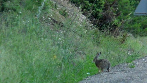 Πρόγραμμα επιτήρησης της λύσσας μετά τα τελευταία κρούσματα σε γειτονικές χώρες