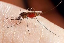 Περιφέρεια ΑΜΘ: Οδηγίες και μέτρα προστασίας για την καταπολέμηση των κουνουπιών