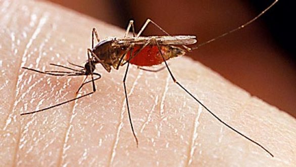 Περιφέρεια ΑΜΘ: Οδηγίες και μέτρα προστασίας για την καταπολέμηση των κουνουπιών