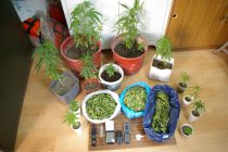 Ορεστιάδα: Σύλληψη ημεδαπού για καλλιέργεια φυτών κάνναβης, κατοχή ναρκωτικών, παράβαση του νόμου περι όπλων και αντίσταση