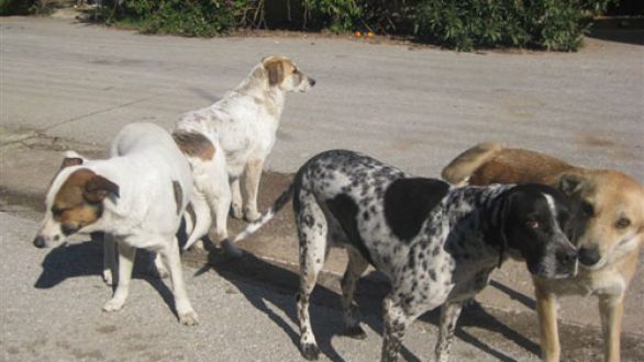 Δωρεάν στείρωση και ηλεκτρονική καταγραφή των σκύλων από το Δήμο Διδυμοτείχου