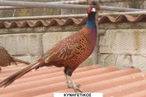 Ο Κυνηγετικός Σύλλογος Ορεστιάδας διενεργεί μειοδοτικό διαγωνισμό για την ασφάλιση των κυνηγών