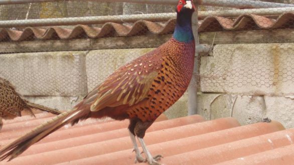 Ο Κυνηγετικός Σύλλογος Ορεστιάδας διενεργεί μειοδοτικό διαγωνισμό για την ασφάλιση των κυνηγών