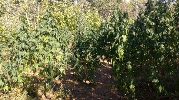 Εξαρθρώθηκε οργανωμένο κύκλωμα καλλιέργειας δενδρυλλίων κάνναβης, εισαγωγής και πώλησης ναρκωτικών ουσιών στην Ελληνική Επικράτεια