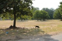 Τα σκουπίδια ακόμη κατασκηνώνουν… στον Άρδα