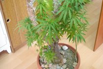 Του κατάσχεσαν τις γλάστρες…