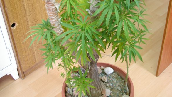 Του κατάσχεσαν τις γλάστρες…