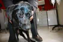 Να βρεθεί και να τιμωρηθεί ο άνανδρος που κακοποίησε τον Ίωνα