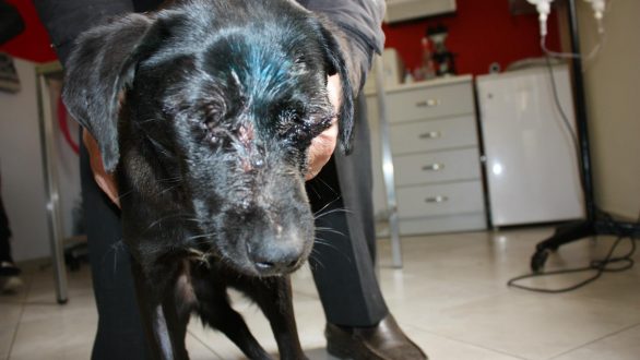 Να βρεθεί και να τιμωρηθεί ο άνανδρος που κακοποίησε τον Ίωνα