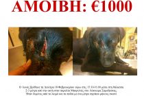 Επικήρυξη του δράστη της κακοποίησης του ‘Ιωνα στη Σαμοθράκη