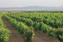 Υποβολή αιτήσεων εκδήλωσης ενδιαφέροντος για το συμπληρωματικό πρόγραμμα αναδιάρθρωσης και μετατροπής των αμπελώνων  έτους 2014/2015