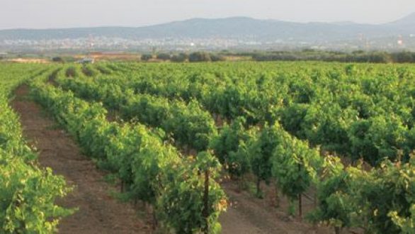 Υποβολή αιτήσεων εκδήλωσης ενδιαφέροντος για το συμπληρωματικό πρόγραμμα αναδιάρθρωσης και μετατροπής των αμπελώνων  έτους 2014/2015