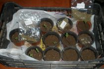 Σύλληψη για καλλιέργεια φυτών κάνναβης και κατοχή ναρκωτικών στη Δράμα