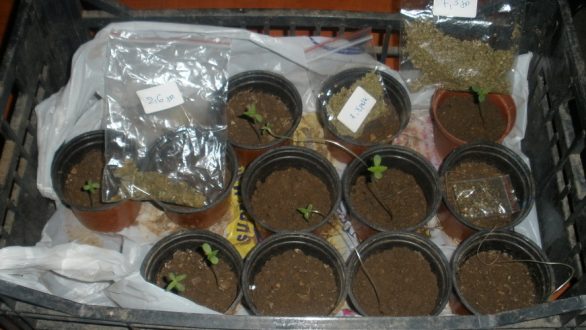 Σύλληψη για καλλιέργεια φυτών κάνναβης και κατοχή ναρκωτικών στη Δράμα
