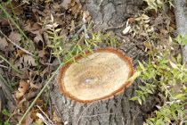 Συνεχίζουν τις εργασίες τους τα Χρυσωρυχεία Θράκης Α.Ε. στο λόφο του Περάματος απαξιώνοντας την απόφαση της Διεύθυνσης Δασών