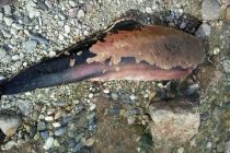 Νεκρό δελφίνι ξεβράστηκε σε παραλία της Αλεξανδρούπολης