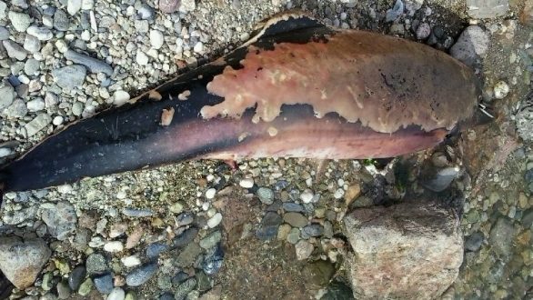 Νεκρό δελφίνι ξεβράστηκε σε παραλία της Αλεξανδρούπολης