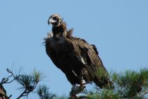 Ήρθαν οι πρώτοι μικροί Μαυρόγυπες στη Δαδιά
