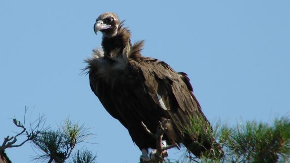 Ήρθαν οι πρώτοι μικροί Μαυρόγυπες στη Δαδιά