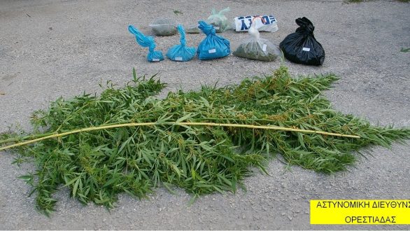 Σύλληψη για καλλιέργεια δενδρυλλίου κάνναβης και κατοχή ναρκωτικών .