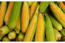 Κ.Κ.Ε. Ερώτηση Προς τον Υπουργό Αγροτικής Ανάπτυξης και Τροφίμων