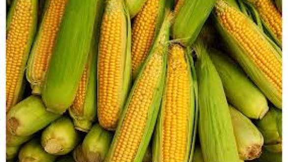 Κ.Κ.Ε. Ερώτηση Προς τον Υπουργό Αγροτικής Ανάπτυξης και Τροφίμων