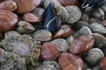 Απαγόρευση Αλιείας λόγω τοξικών μικροφυκών στον Έβρο.