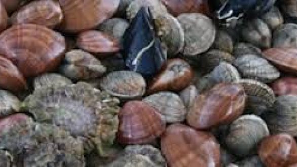 Απαγόρευση Αλιείας λόγω τοξικών μικροφυκών στον Έβρο.