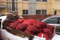 Σύλληψη 36χρονού για παράνομη μεταφορά οστράκων που προοριζόταν για εμπορία.