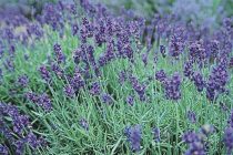 Σεμινάριο Αρωματικών Φυτών