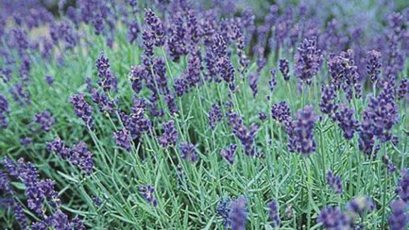 Αναζητούνται καλλιεργητές αρωματικών φυτών στη Σαμοθράκη