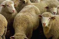 Σε καραντίνα κτηνοτροφικές μονάδες με αιγοπρόβατα σε Πύθιο και Ρήγιο λόγω ευλογιάς