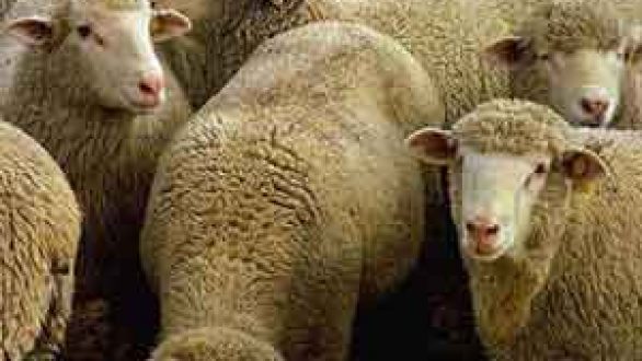 Σε καραντίνα κτηνοτροφικές μονάδες με αιγοπρόβατα σε Πύθιο και Ρήγιο λόγω ευλογιάς