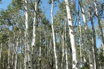 Δήμος Ορεστιάδας|Τόπος Να Ζω: Που θα πάνε τα χρήματα από την εκποίηση των δέντρων λεύκης στην Τοπική Κοινότητα Πλάτης;