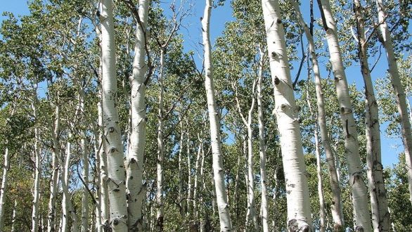 Δήμος Ορεστιάδας|Τόπος Να Ζω: Που θα πάνε τα χρήματα από την εκποίηση των δέντρων λεύκης στην Τοπική Κοινότητα Πλάτης;
