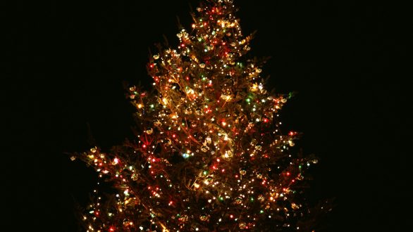 Σχεδόν 116.000 δέντρα θα διατεθούν ενόψει Χριστουγέννων