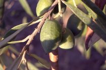 Ξεκίνησε η διαδικασία ένταξης της Ελιάς Μάκρης στον Εθνικό Κατάλογο Ποικιλιών